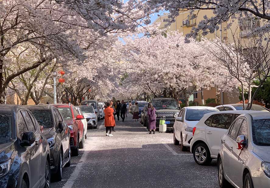 La machinerie Haozhifeng organise une sortie de printemps pour profiter des fleurs de cerisier